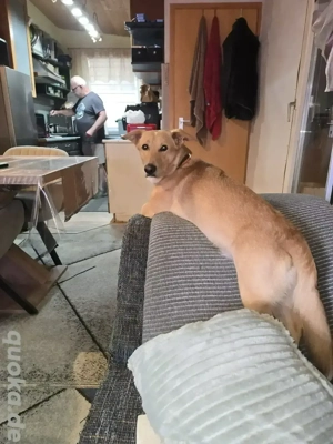 Liebenswerter mittelgrosser Rüde sucht ein liebevolles Zuhause für immer!