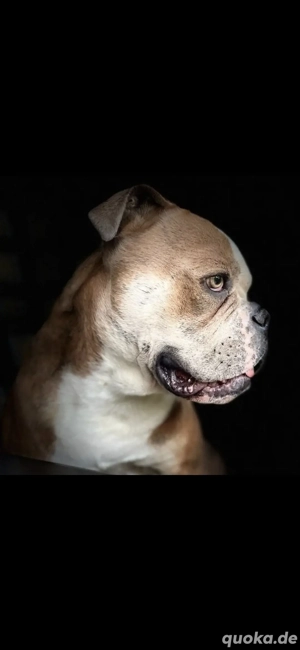 Olde English Bulldogge owb