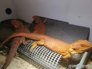 Bartagamen 1.2 Hypo Rot und Rot het Hypo