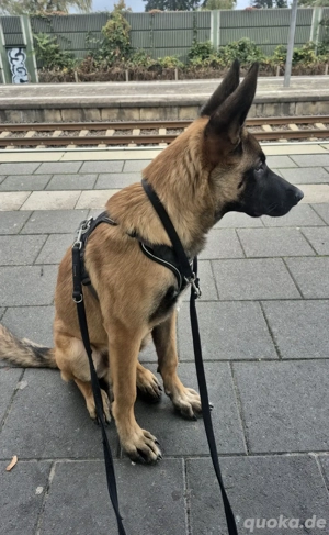 Belgische Schäferhund Malinois 