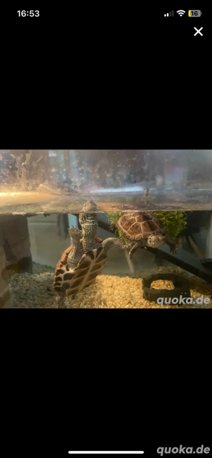 zwei chinesische dreikiehlschildkröten