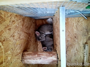 2 chinchilla jungs abzugeben