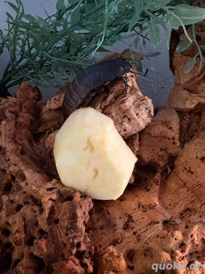 Argentinische Waldschaben   Madagaskar Fauchschaben 