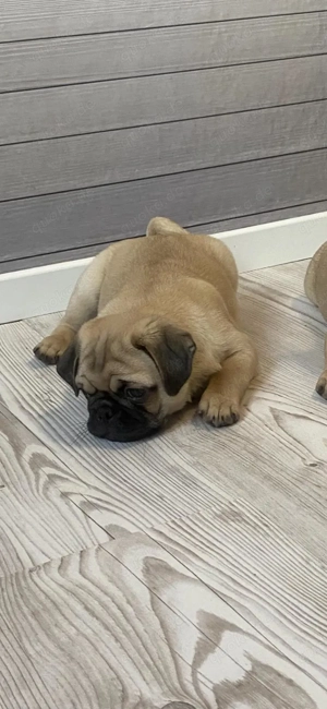 Mops Welpen (Reinrassig) 