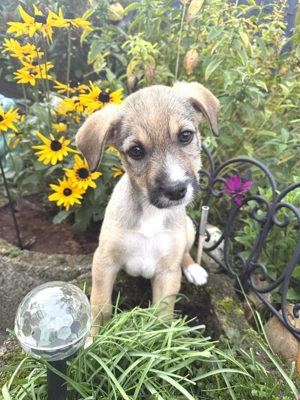 Malcho sucht ein Zuhause