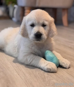 Golden Retriever verfügbar