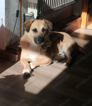 Strolch sucht sein Zuhause