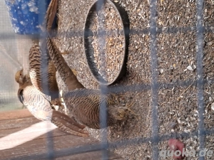 Rohte Fasanne Hehnne.