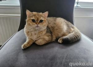 bkh golden shaded mit stammbaum 1 jahr alt