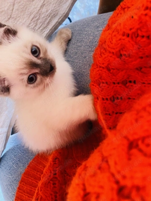 Britisch Kurzhaar Kater  Oli  sucht liebevolles Zuhause