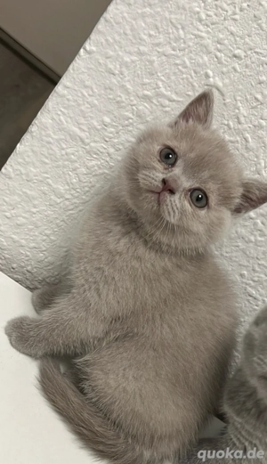 BKH  katzen - kitten