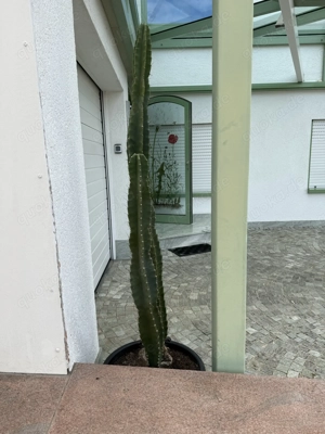 Kakteen, Sukkulenten, Zitrus Pflanzen