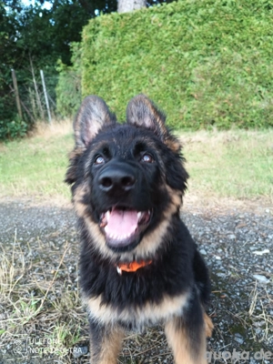 Schäferhund Mix Hündin 