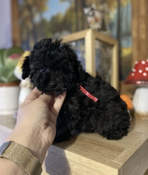 Toy Pudel Rüde 12 Wochen alt 