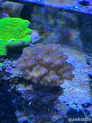 Pocillopora damicornis sps koralle meerwasser