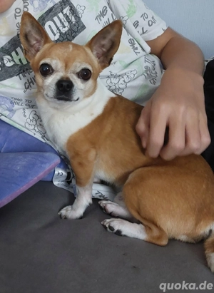 Chihuahua sucht neues zuhause