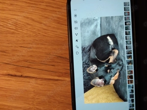 Mischlingswelpe 6 Monate Bild 4