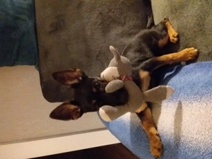 Mischlingswelpe 6 Monate Bild 5