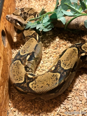 MIX Abgottschlange 0.1