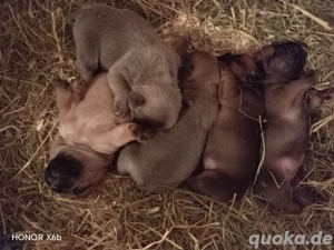 Französische Bulldogge Welpen ab Dezember abzugeben  Bild 3