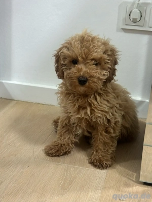 1 Jahr alt Toy Pudel -Rüde