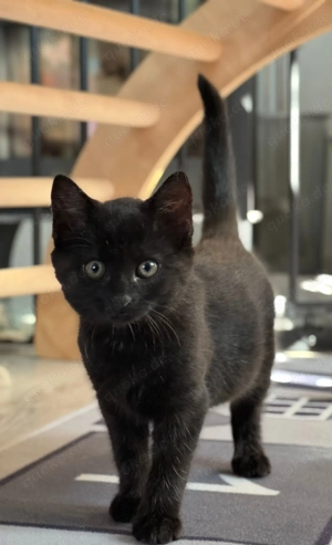 Billy, Rosi & Benni  drei liebevolle Katzenkinder suchen ihr Zuhause