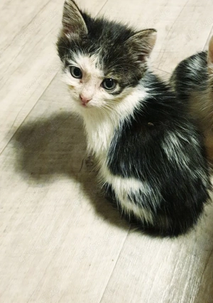 Hauskatzen suchen neues Zuhause  Bild 6