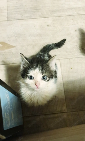 Hauskatzen suchen neues Zuhause  Bild 2