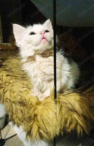 Hauskatzen suchen neues Zuhause 