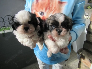Shih tzu Babys zu verkaufen