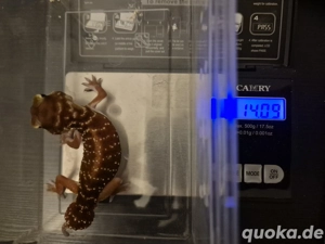 1.1 Nephrurus levis levis No Hamm Bild 3