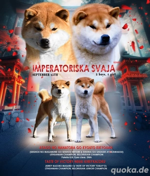 Shiba Inu Welpen