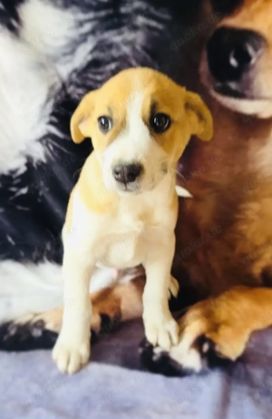 Tommy sucht ein Zuhause