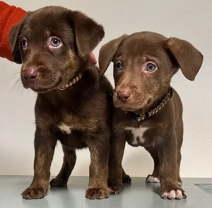 Lilo und Stich suchen ihr für immer zu Hause   82284