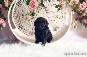Reinrassiger Mini Toy Pudel Welpe- Rüde