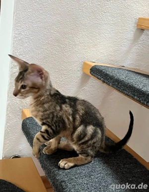 Peterbald-Mischlings-Kätzchen