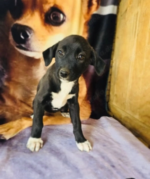 Maja ein hübsches Mädchen