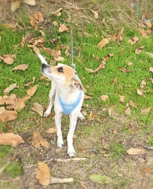 Michelle eine liebe Hündin