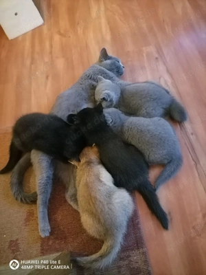 Reinrassige Britisch Kurzhaar Kitten  Bild 5