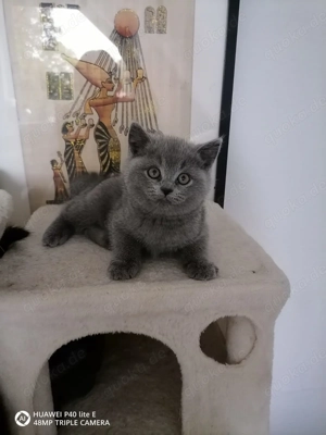 Reinrassige Britisch Kurzhaar Kitten  Bild 6