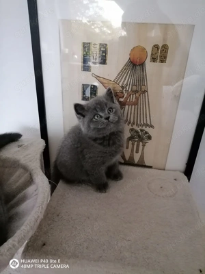 Reinrassige Britisch Kurzhaar Kitten  Bild 4