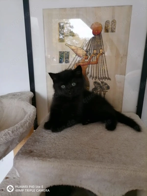 Reinrassige Britisch Kurzhaar Kitten  Bild 3