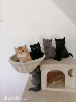 Reinrassige Britisch Kurzhaar Kitten 