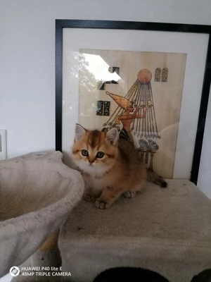 Reinrassige Britisch Kurzhaar Kitten  Bild 7