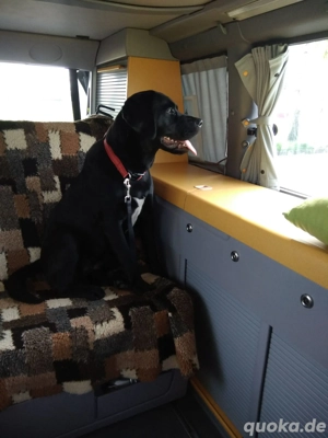 Dalmatiner-Labrador-Retriever Mix Bild 2