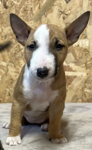 Miniatur Bullterierer Welpen zuverk.