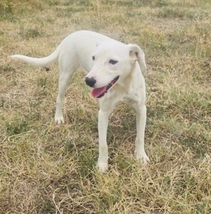 Daniel ein toller Familienhund