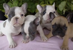 Französische Bulldoggen Welpen 