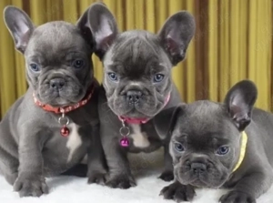 Französische Bulldoggen Welpen  Bild 3