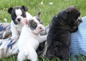 Französische Bulldoggen Welpen  Bild 5